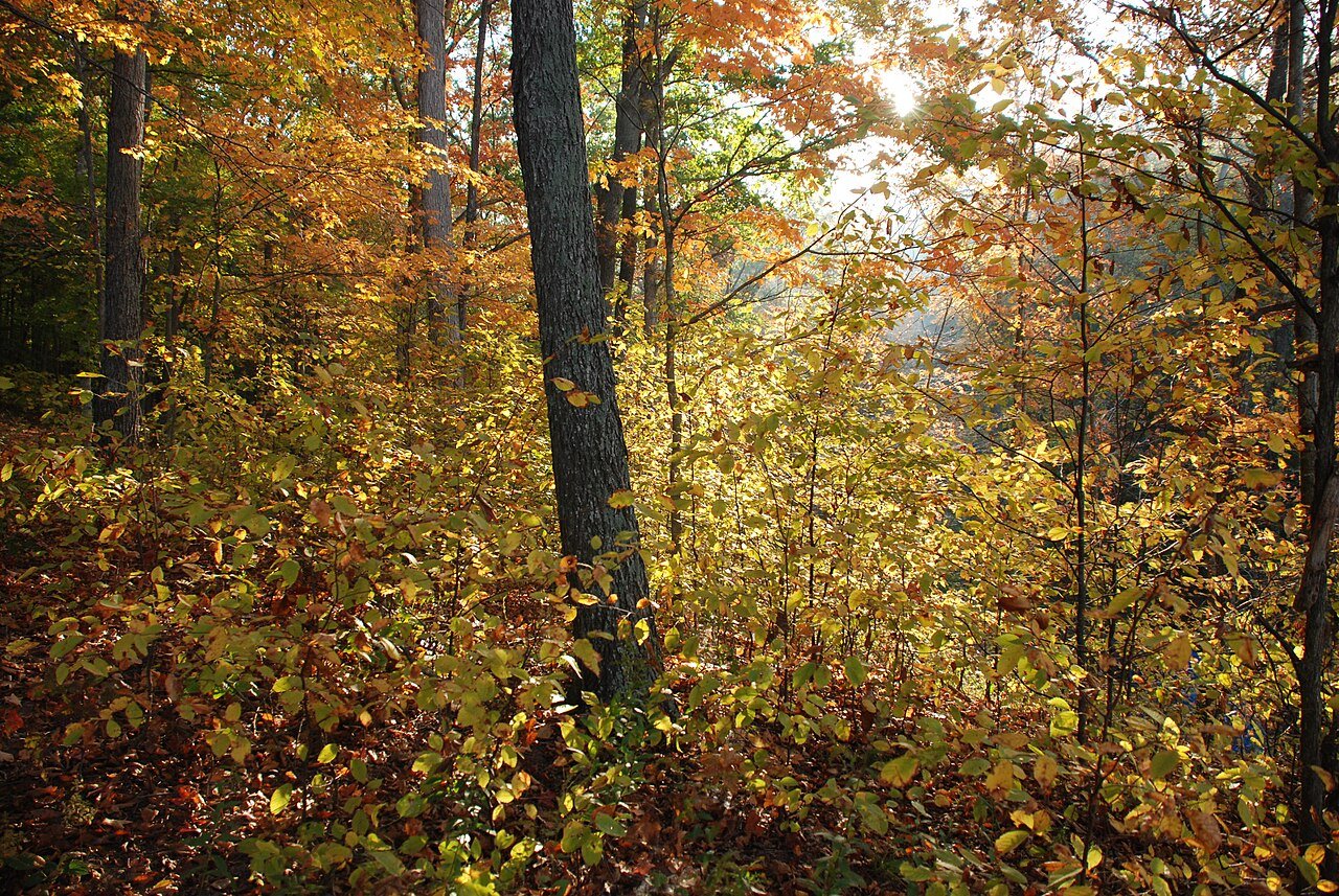 The Copley Woods Encounter