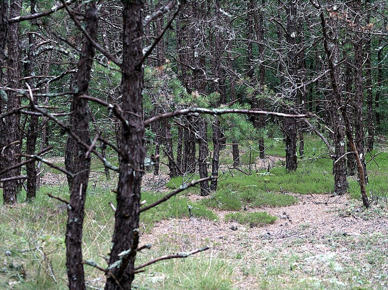Trees Stripped in a Diamond Pattern, Salisbury, Massachusetts (1968)