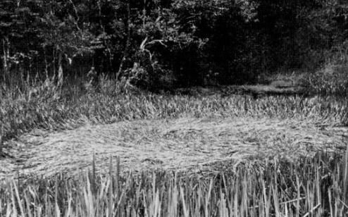 The Tully Saucer Nest
